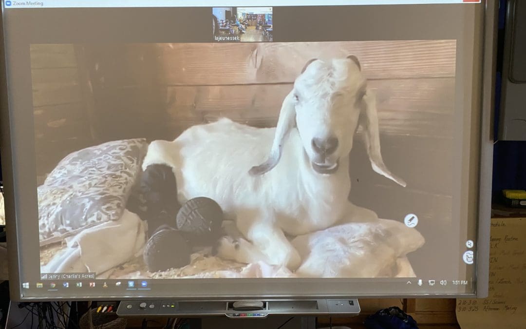 virtual goat